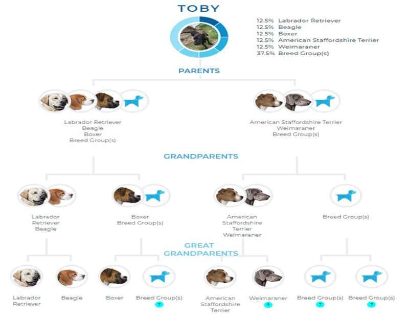 Illustration for article titled Toby's DNA Results Are In! And He Is...